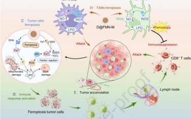 Biomaterials：利用仿生誘導劑實現(xiàn)腫瘤和M2型巨噬細胞的雙重鐵死亡以增強腫瘤免疫治療