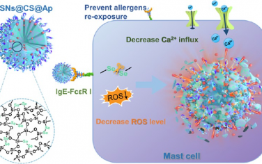 ACS Nano：可生物降解的介孔有機硅基納米穩定劑可靶向肥大細胞以實現對過敏性疾病的長期治療