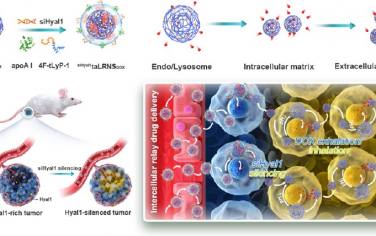 ACS Nano：酶沉默的納米海綿可延長瘤內有效期以增強細胞間接力藥物遞送和治療效果