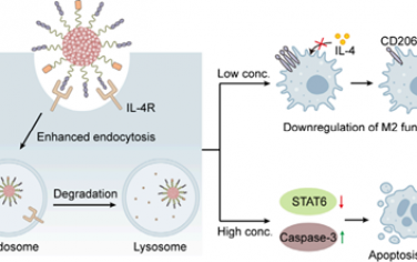 JACS：聲動力nano-LYTACs可逆轉腫瘤免疫抑制微環境以用于腫瘤免疫治療
