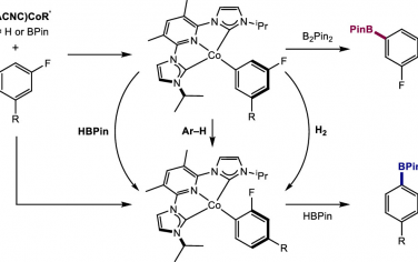普林斯頓大學(xué)JACS：硼試劑在Co催化氟芳烴C-H鍵硼化反應(yīng)的作用