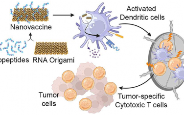 ACS Nano：可作為自佐劑納米疫苗平臺(tái)的RNA折紙用于癌癥免疫治療