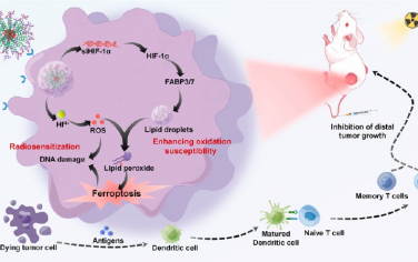 ACS Nano：原位重編程腫瘤固有的脂滴生物發生以實現低劑量輻射激活的鐵死亡免疫治療