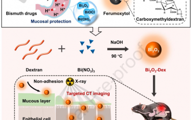 Biomaterials：葡聚糖包被的超小氧化鉍納米粒子用于炎癥性腸病的靶向計算機斷層成像