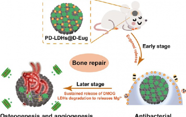 ACS Nano：多功能3D打印支架可時空釋放多種藥物以促進骨再生