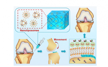 ACS Nano：受半月板啟發的自潤滑和摩擦響應水凝膠，用于保護關節軟骨和改善運動