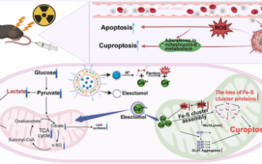 ACS Nano：誘導(dǎo)銅死亡的功能納米復(fù)合材料用于增強(qiáng)和協(xié)同癌癥放療