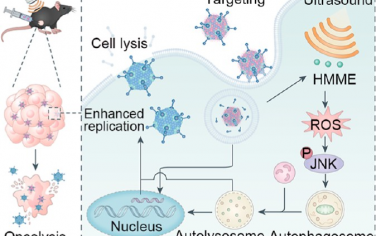 ACS Nano：通過聲動力療法增強病毒復制以提高溶瘤腺病毒的抗腫瘤療效