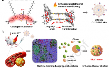 Biomaterials：具有高光熱效率的NIR-II AIEgen可通過溫和PTT優化NK細胞空間分布以增強免疫反應