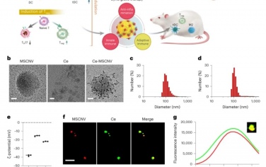 Nature Nanotechnology：囊泡納米雜化療法在膠原誘導的關節炎模型中調節先天免疫和適應性免疫