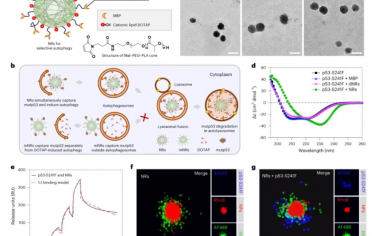 Nature Nanotechnology：納米受體通過選擇性自噬受體促進突變型p53蛋白降解