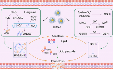 Nano Lett：可調的MOF工程化納米酶能夠驅動氧化/硝化應激以增強鐵死亡治療