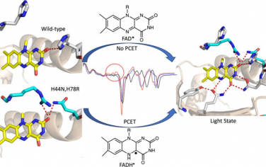 JACS：FAD的光感受器APPABLUF增強藍光PCET