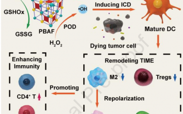  Biomaterials：具有雙酶活性的光敏納米酶用于重塑腫瘤免疫抑制微環境和增強免疫治療