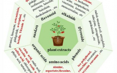 AFM：鈣鈦礦太陽能電池中天然綠色植物提取物的研究進展