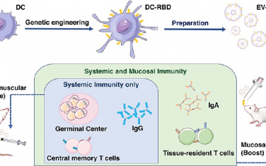 ACS Nano：模擬病毒的細胞外囊泡疫苗可通過免疫募集增強全身和黏膜免疫