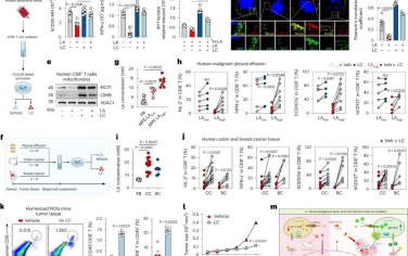 Nature Immunology：精神藥物-碳酸鋰，提高癌癥免疫治療