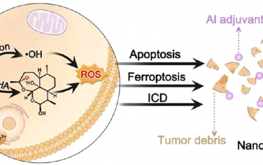 ACS Nano：基于FeAl層狀雙氫氧化物框架的癌癥納米疫苗用于實(shí)現(xiàn)活性氧增強(qiáng)的金屬免疫治療