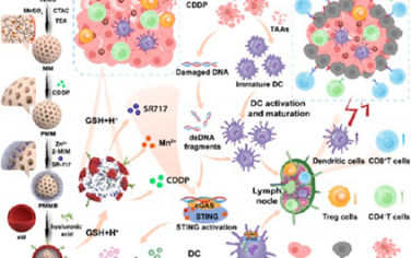 ACS Nano：可生物降解的長循環(huán)納米激動(dòng)劑可通過級聯(lián)激活cGAS-STING通路提高抗腫瘤免疫