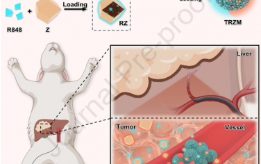 Biomaterials：乏氧激活的級聯納米疫苗用于肝細胞癌的協同化學栓塞-免疫治療