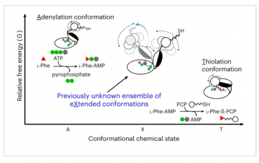 Nature Chemistry：亞結構域動力學使非核糖體肽合成酶發生化學鏈式反應
