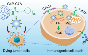 JACS：PAMAM基聚合物免疫原性細(xì)胞死亡誘導(dǎo)劑用于增強(qiáng)癌癥免疫治療