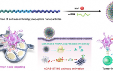 ACS Nano：自組裝糖肽可作為生物相容性mRNA疫苗平臺(tái)以引發(fā)強(qiáng)大的抗腫瘤免疫