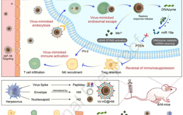 Biomaterials：具有三重免疫調節功能的錳基病毒模擬納米藥物用于抑制乳腺癌腦轉移