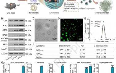 Biomaterials：從多種細胞中提取的天然生物活性溶酶體用于腫瘤治療