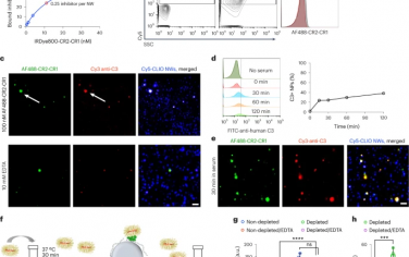 Nature Nanotechnology：使用靶向短循環調節蛋白抑制對團注納米顆粒的急性補體反應