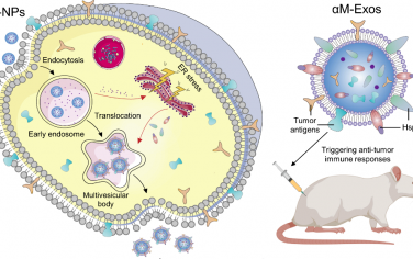 ACS Nano：生物自組裝的腫瘤細胞源性癌癥納米疫苗可作為多合一平臺以用于癌癥免疫治療