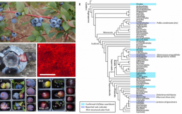 Science Advances：來自果蠟花的自組裝、無序結構顏色