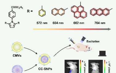 Angew：熔合環吡咯基近紅外發射有機RTP材料用于持續性余輝生物成像