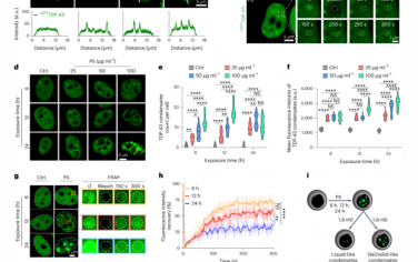Nature Nanotechnology：聚苯乙烯納米顆粒引發TDP-43凝結和肌萎縮側索硬化