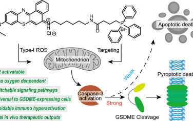 JACS：靶向線粒體的I型光學(xué)藥物可利用Caspase?3活性以實現(xiàn)腫瘤焦亡治療