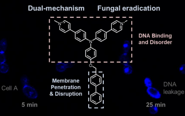 JACS：利用雙機(jī)制發(fā)光原破壞膜完整性和誘導(dǎo)DNA損傷以對(duì)抗真菌感染和耐藥性