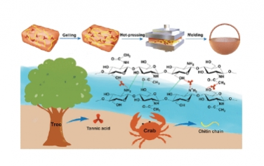 ACS Nano：非共價組裝實現的幾丁質生物塑料