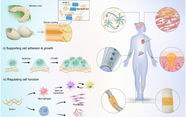 AM：一種新型生物醫用材料——絲膠蛋白的開發與應用