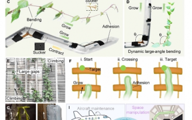 Science Advances：受爬山虎啟發(fā)的柔軟攀爬機(jī)器人