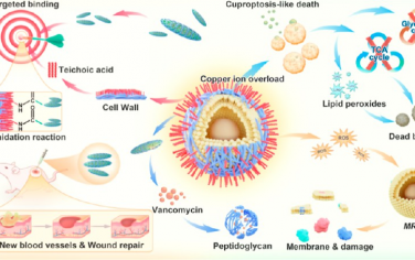 ACS Nano：原位釋放抗生素的針狀納米酶可靶向誘導(dǎo)銅死亡樣死亡以消除耐藥細(xì)菌