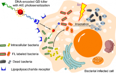 ACS Nano：二價DNA編碼的光敏量子點(diǎn)殺手可實(shí)現(xiàn)連續(xù)細(xì)胞穿透、細(xì)胞內(nèi)細(xì)菌成像和靶向消除