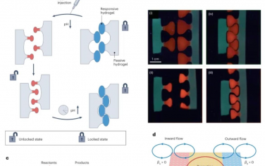 Nature Nanotechnology：將耗散材料中的空間維度和動力學過程相互關聯以創建具有仿生功能的合成系統
