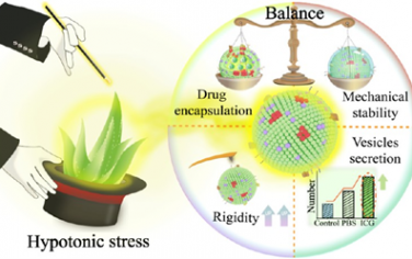 ACS Nano：吲哚菁綠聚集誘導的低滲應激可重塑蘆薈外泌體樣囊泡以增強腫瘤穿透和光學治療