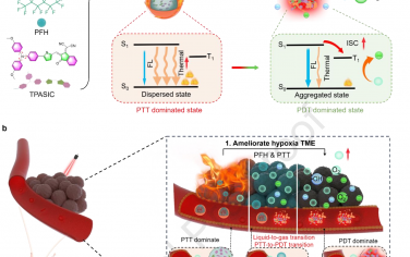 Biomaterials：可改善腫瘤微環(huán)境的自適應(yīng)納米顆粒能夠?qū)崿F(xiàn)光熱-光動(dòng)力切換以用于癌癥光學(xué)治療