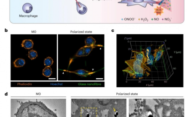 Nature Nanotechnology：納米纖維抑制吞噬過程中活性氧和氮物種泄漏的納米傳感器檢測