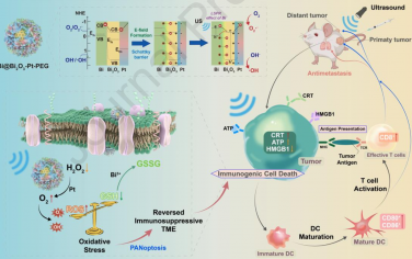 Biomaterials：可克服腫瘤乏氧的鉍基三元異質結用于實現缺陷調節增強的腫瘤聲催化免疫治療