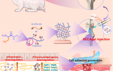 ACS Nano：具有強密封能力的有機抗氧化劑生物粘合劑，可防止硬膜外粘連