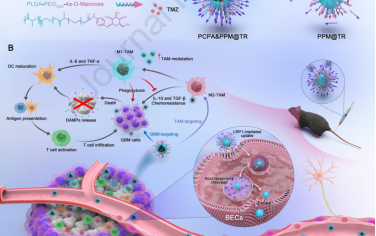 Biomaterials：靶向重編程腫瘤相關巨噬細胞以克服膠質母細胞瘤對化療和免疫治療的耐藥性