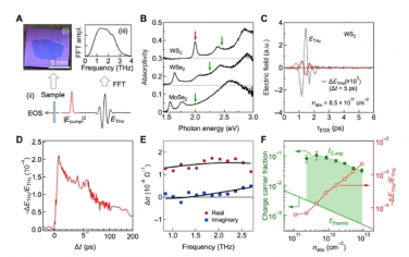 Science Advances：過渡金屬二硫族化物單層中的自發(fā)激子解離