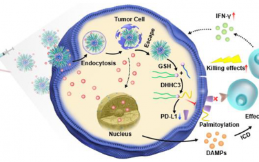 ACS Nano：肽基程序性細胞死亡配體1(PD-L1)納米抑制劑用于增強化學-免疫治療